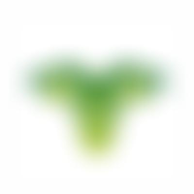 Vera